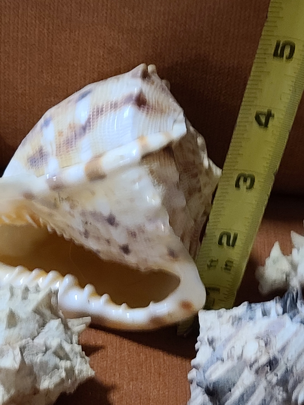Mixed Natural Sea Shell Lot With Large Cassius Cornuta, Hexaplex Radix Murex - Picture 2 of 8
